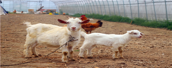 小羊羔多大可以吃饲料（小羊羔多大可以吃饲料打俞苗水泥地板）