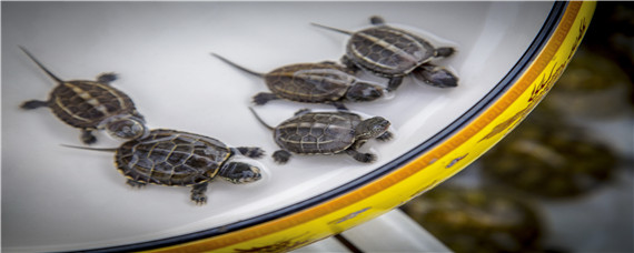 乌龟会冬眠吗（兔子会冬眠吗）