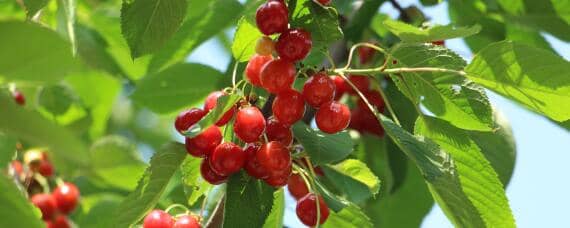 樱桃树需要打什么药（樱桃树需要打什么药防冻）