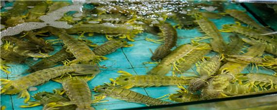 皮皮虾有虾线吗 皮皮虾有虾线吗怎么清理视频