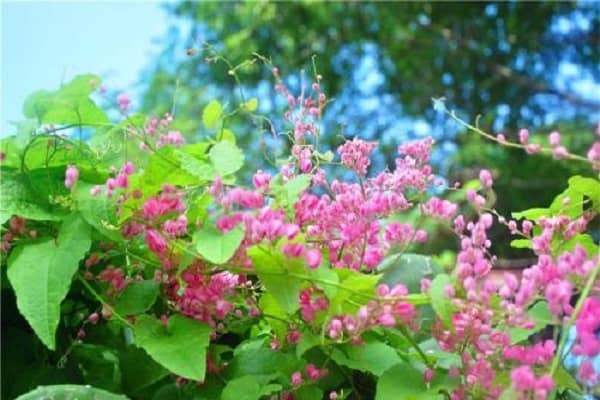 四季都开花的花有哪些，好养吗，怎么养护管理