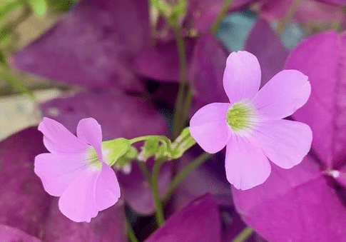 怎么让酢浆草发芽，球根怎么种长得好