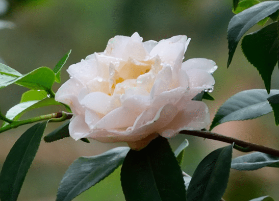 茶花的叶子尖发黄干枯怎么办，有哪些解决措施