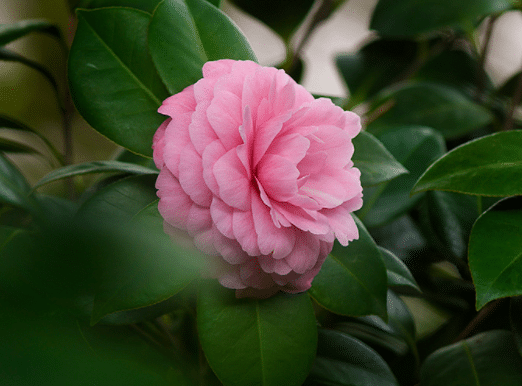 春天茶花怎么修剪，有哪些注意事项（春天茶花怎么修剪,有哪些注意事项图片）