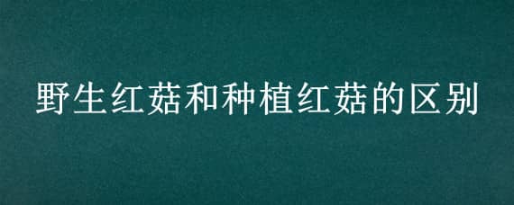 野生红菇和种植红菇的区别 红菇都是野生的吗