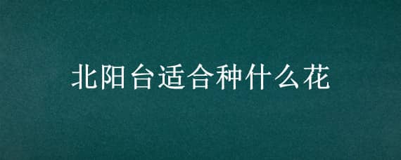 北阳台适合种什么花（北阳台适合种什么花旺家运）