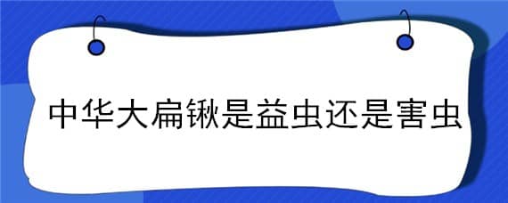 中华大扁锹是益虫还是害虫（中华大扁锹是益虫吗）