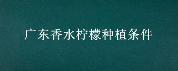 广东香水柠檬种植条件 广东香水柠檬种植条件是什么