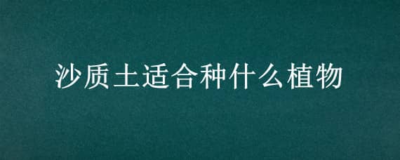 沙质土适合种什么植物（沙质土适合种什么植物好）