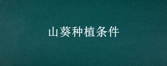 山葵种植条件 山葵的种植条件