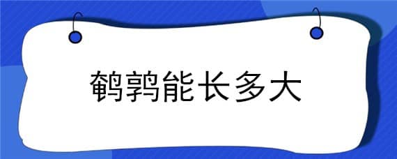 鹌鹑能长多大 沙维鹌鹑能长多大