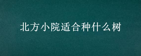 北方小院适合种什么树（北方小院适合种什么树好）