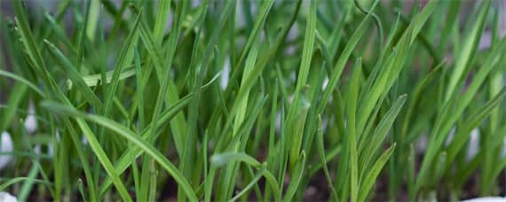 韭菜种植技术 小拱棚韭菜种植技术