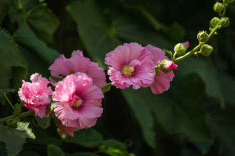 蜀葵花花语是什么，有什么寓意（蜀葵花代表什么）