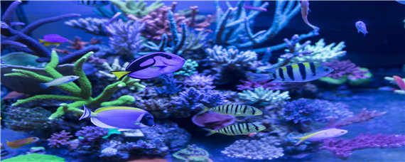 观赏鱼有哪些 观赏鱼有哪些品种