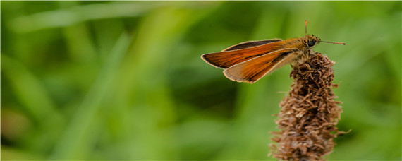 刺吸式口器害虫有哪些（刺吸式口器害虫有哪些能伤害人吗）