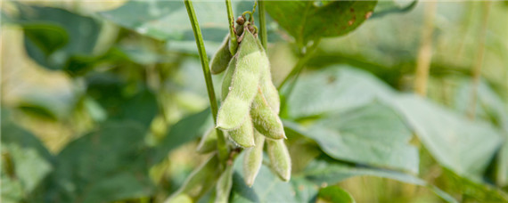 黄豆开花用什么药能高产 黄豆开花用什么农药