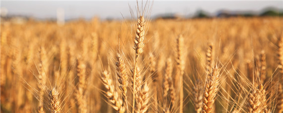 高筋小麦品种 高筋小麦品种有哪些