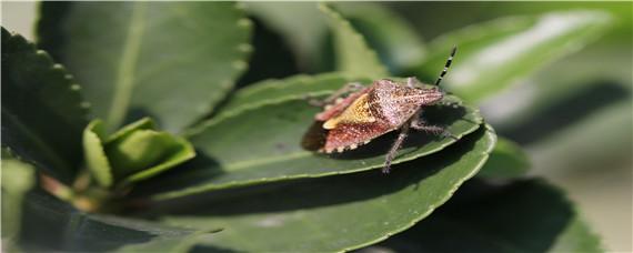 臭虫的天敌是什么 臭虫的天敌是什么 花露水