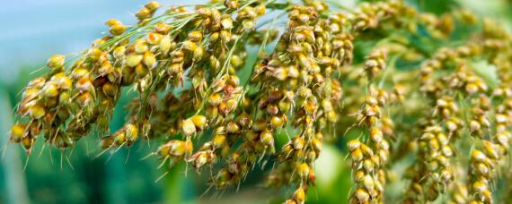 近甜一号是什么农作物