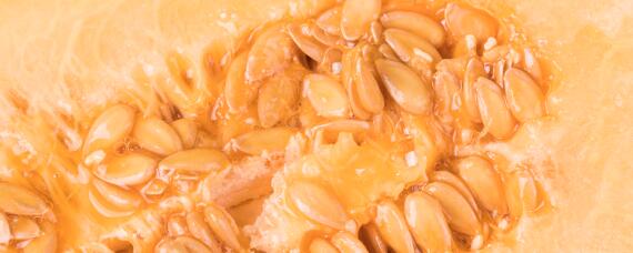 哈密瓜种子催芽方法（哈密瓜种子怎么留种）