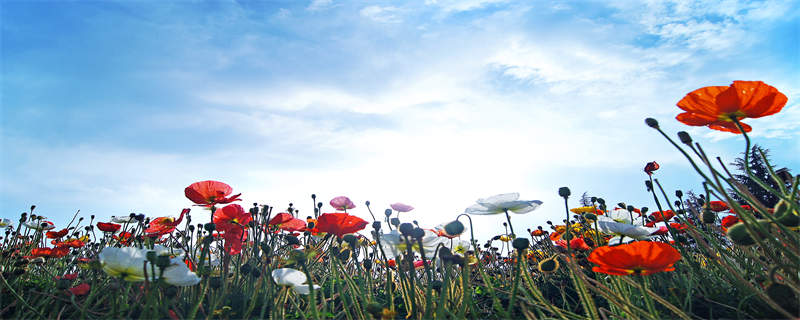 罂粟花语 长荚罂粟花语