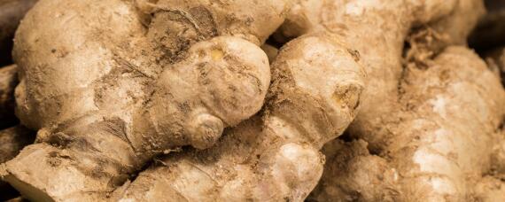 生姜什么时间种?什么时间收? 生姜什么时候种?什么时候收获?