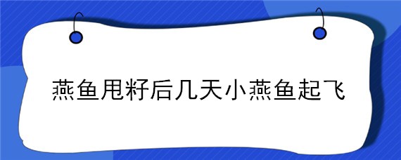 燕鱼甩籽后几天小燕鱼起飞 燕鱼甩籽几天出小鱼