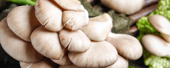 怎样种植平菇种植技术 平菇如何种植技术