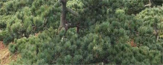 五针松种子催芽方法 五针松种子繁殖方法