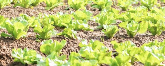 8月份种植什么蔬菜 8月份种植什么蔬菜最好