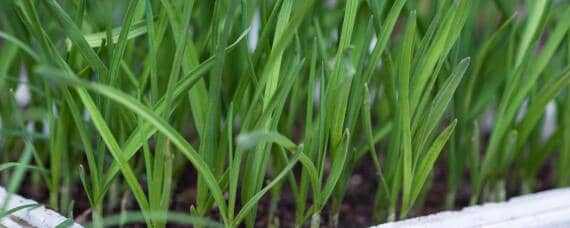 韭菜怎样种植技术 韭菜怎样种植技术视频