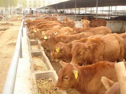 科学养牛技术（养牛技术）