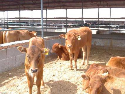 养牛省草的方法措施 种草养牛技术手册