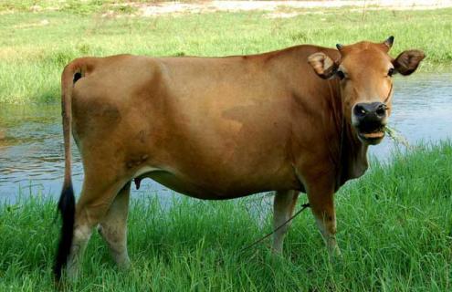 养牛的利润与成本