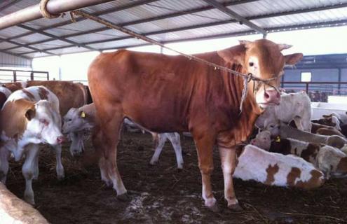 鲁西黄牛养殖技巧(养鲁西黄牛要注意哪些)