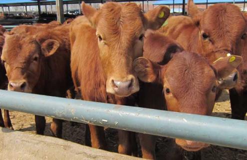 牛什么时候反刍 牛的反刍时间起到什么作用