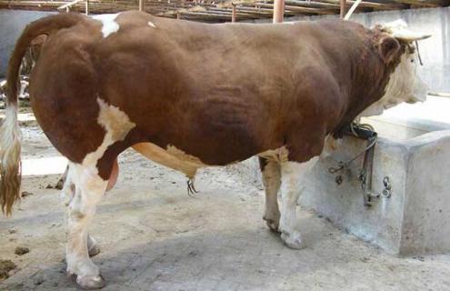 肉牛快速育肥技术（肉牛快速育肥技术漏板养牛）