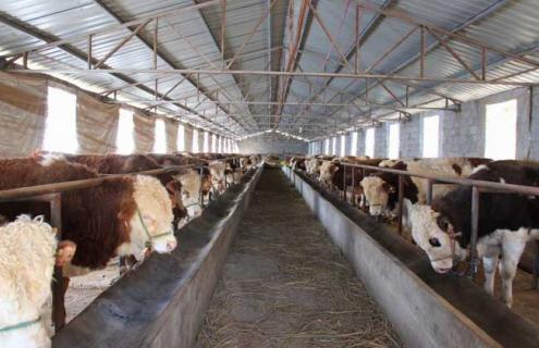 养牛场建设的注意事项 养牛场地要求