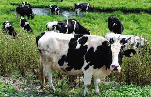 奶牛性成熟时间