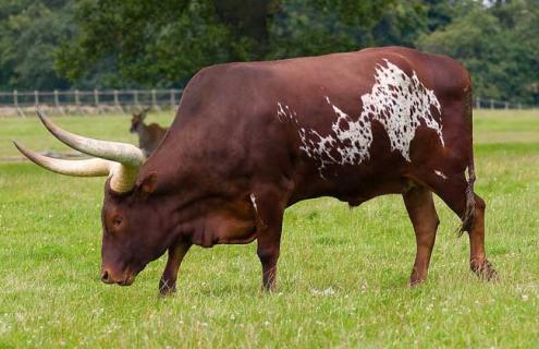 牛蹄病的防治方法（牛蹄疫病怎么治疗）