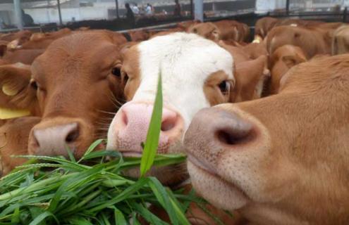 2018年养牛的前景如何（养牛发展前景）