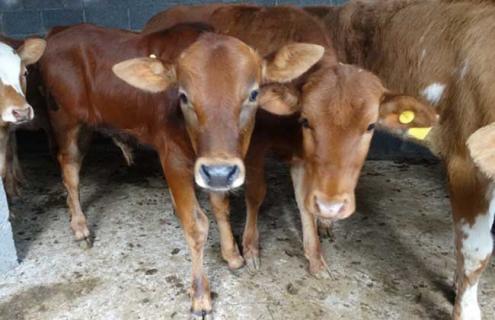 一个人可以养多少牛 一个人能养多少头肉牛