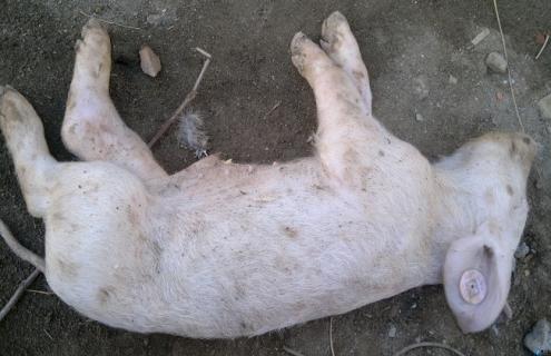 牛羊猪得了口蹄疫的症状和解决措施（猪牛羊口蹄病怎么治疗）