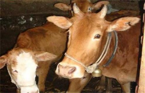 牛瘤胃积食的症状及防治方法 牛瘤胃积食的症状及治疗