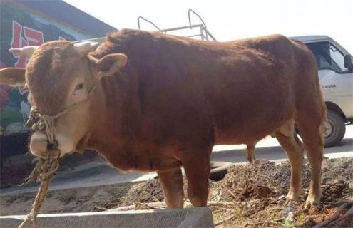 肉牛育肥的注意事项 如何提高肉牛育肥效果