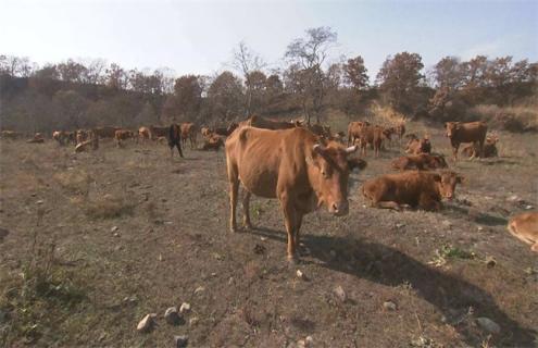 牛拉稀怎么办 3个月的牛拉稀怎么办