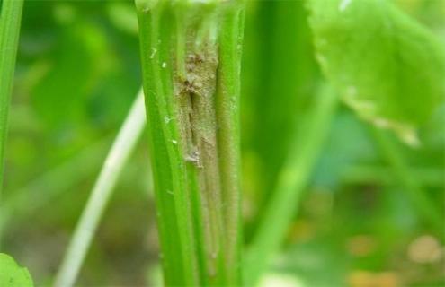 如何防治芹菜叶柄开裂 怎么处理芹菜叶子