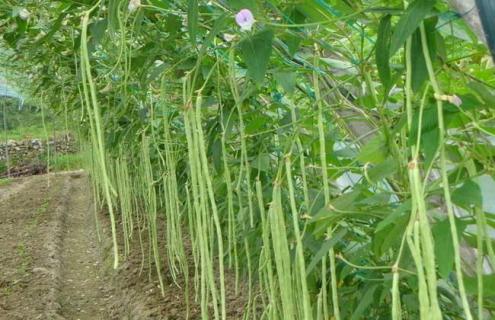 如何提高豆角的结荚率（豆角结荚期怎样施肥）