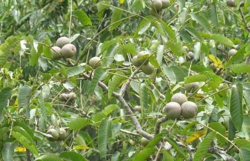 核桃树为什么不结果 迷你世界核桃树为什么不结果